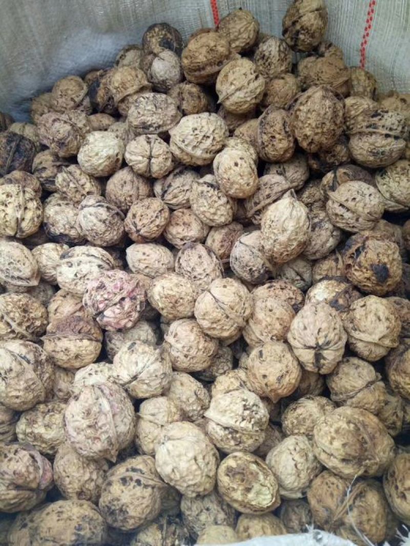 青皮核桃30mm以上青皮湿