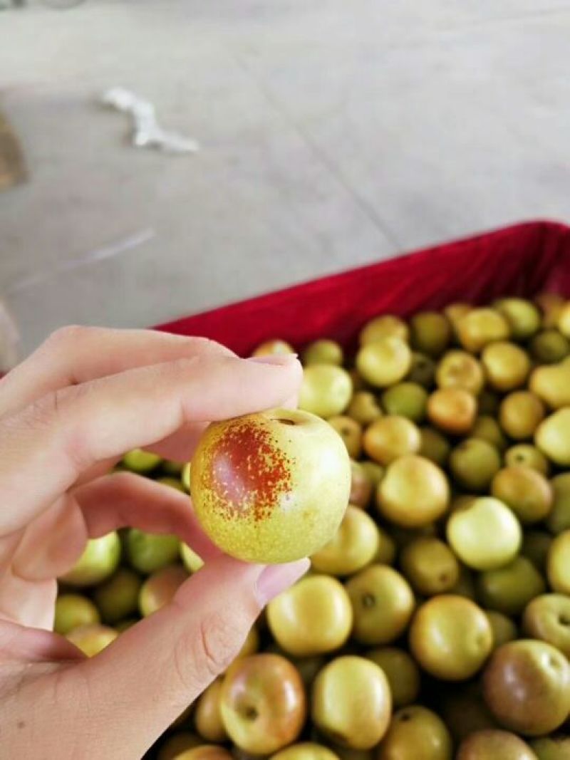 大荔冬枣三斤一件代发