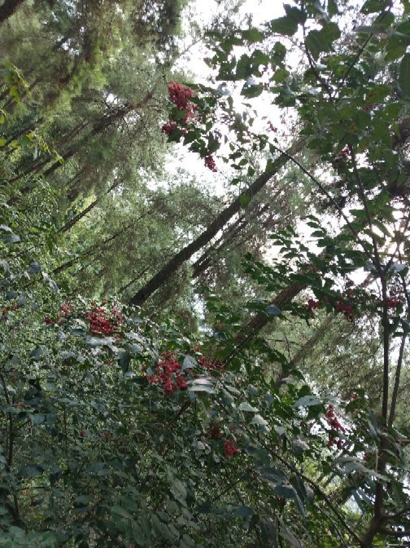 野鸦椿