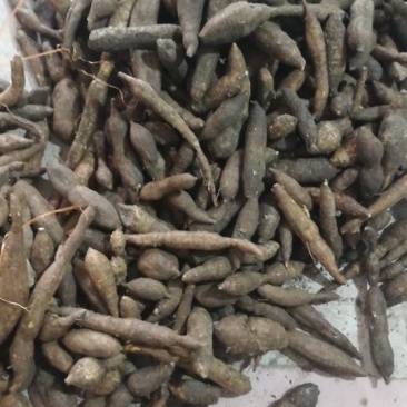长期供应野生牛大力，黑牛，黄中牛大牛