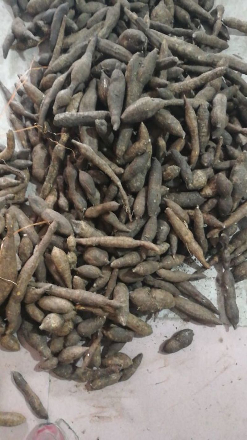 长期供应野生牛大力，黑牛，黄中牛大牛