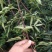 供应无刺花椒苗。