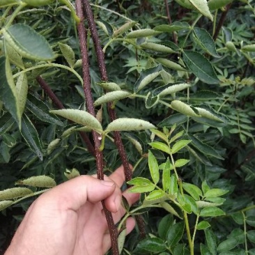 供应无刺花椒苗。