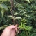 供应无刺花椒苗。