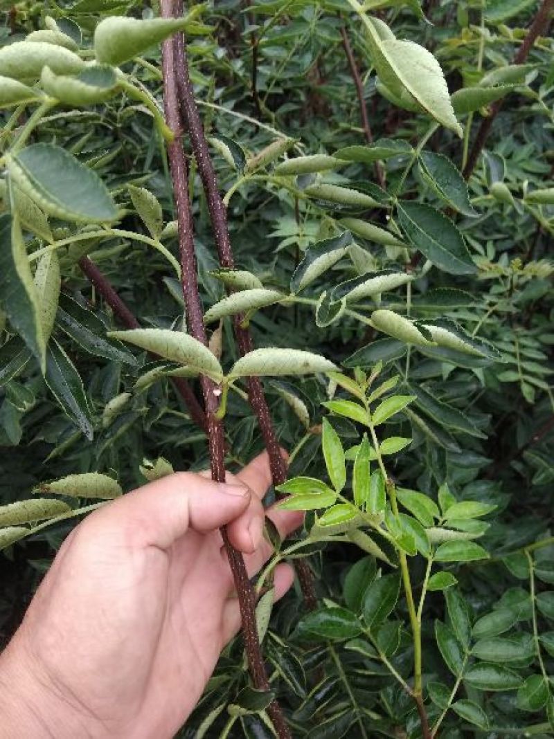 供应无刺花椒苗。