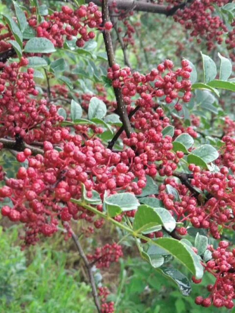 甘肃天水伏椒大红袍花椒，花椒中的优品