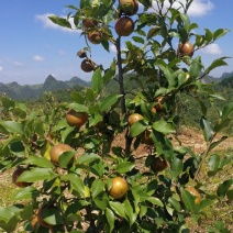 油茶鲜果