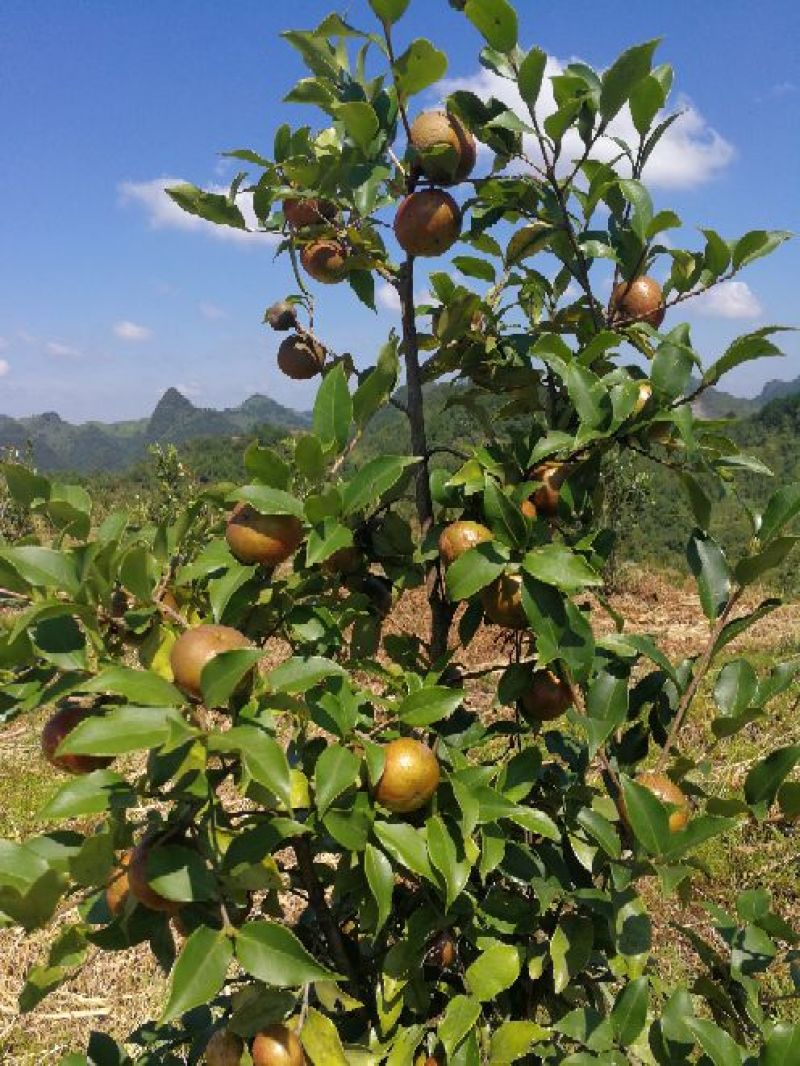 油茶鲜果