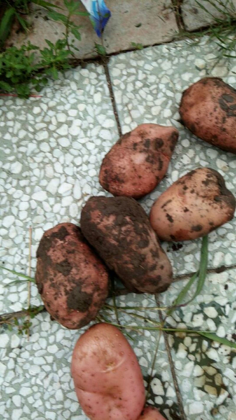 荐【内蒙土豆】荷兰十五土豆3两以上通货