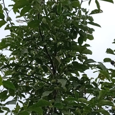 薄皮核桃