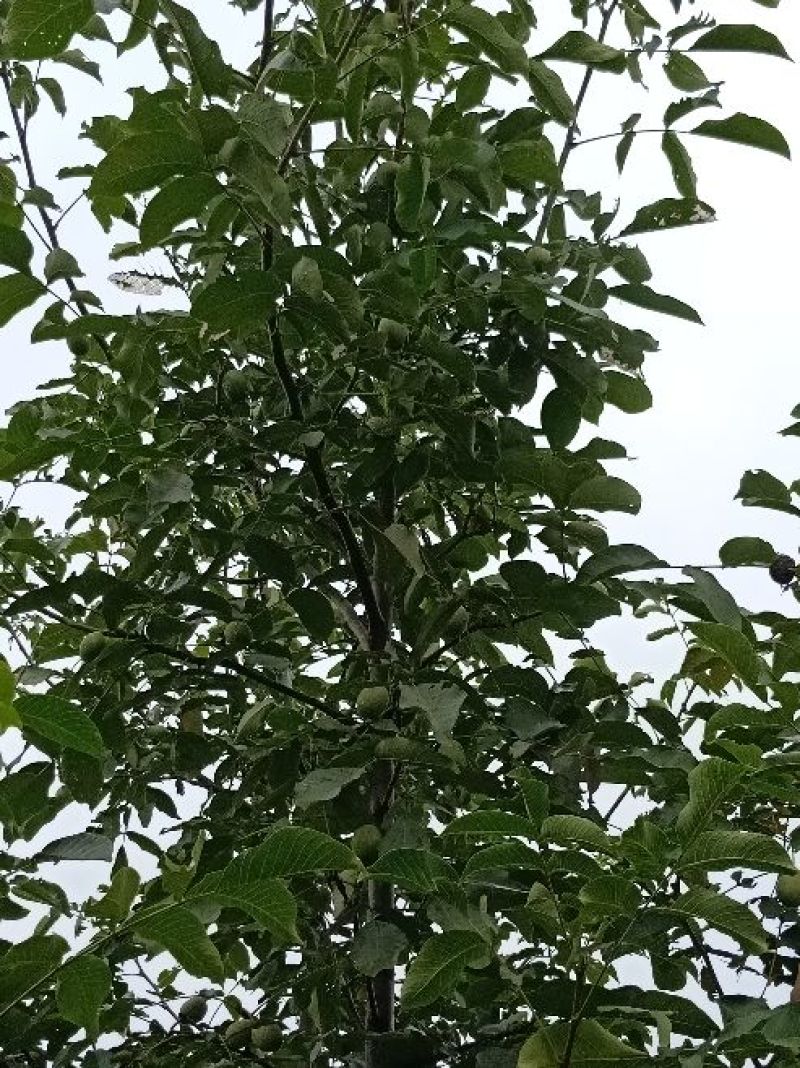 薄皮核桃