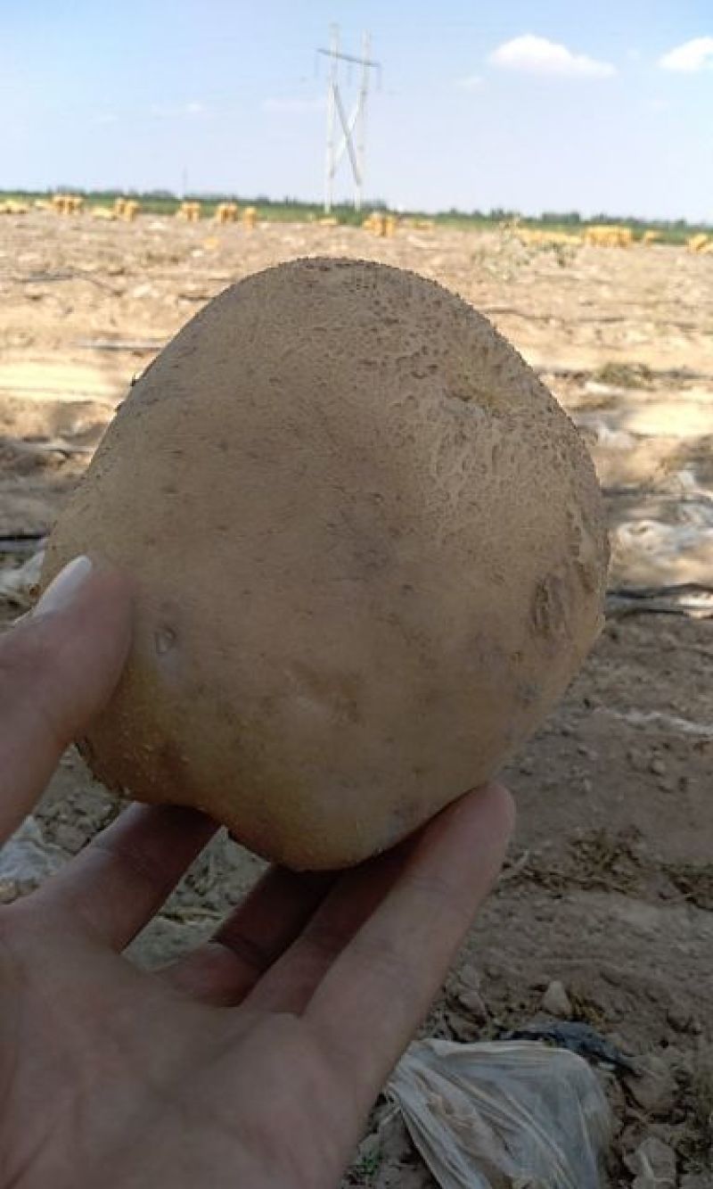 甘肃基地大西洋土豆商品薯，三两以上无空心！无黑心