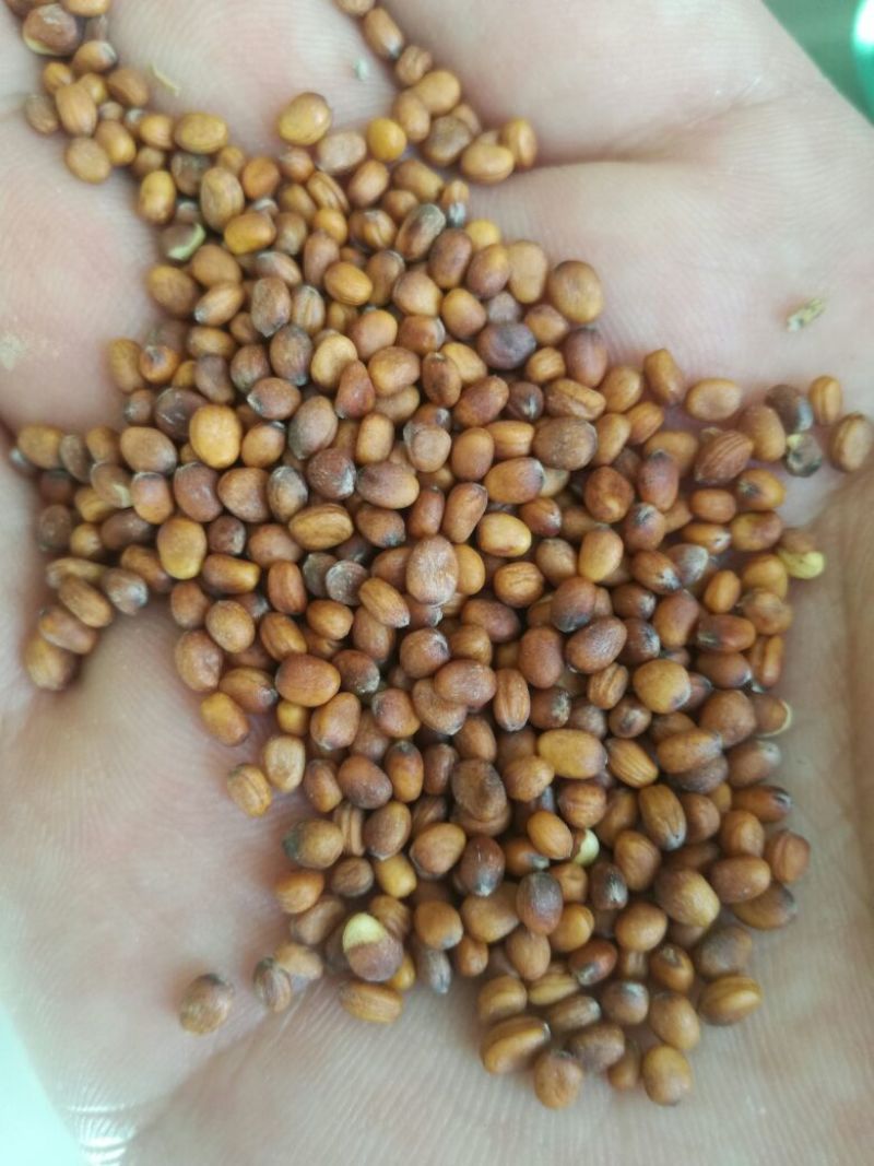 【特价】莱菔子无硫无添加，大量有货，对接各大药材店