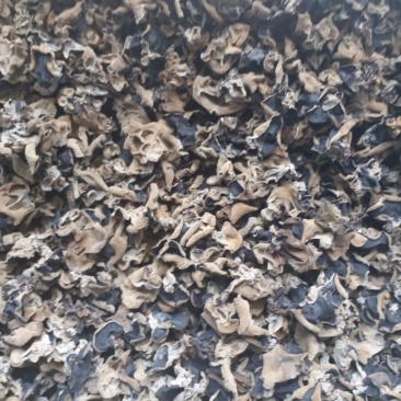 黑木耳，二级，质量中等。
