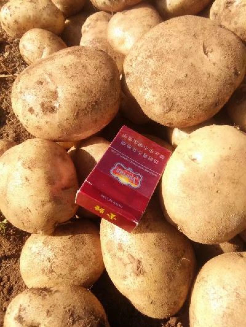 丽薯六号土豆，高海拔种植，，，，，，，，，，