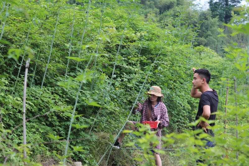 掌叶覆盆子基地苗