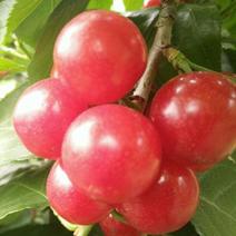 樱桃树苗2年50~80cm，黑珍珠樱桃，口感甜