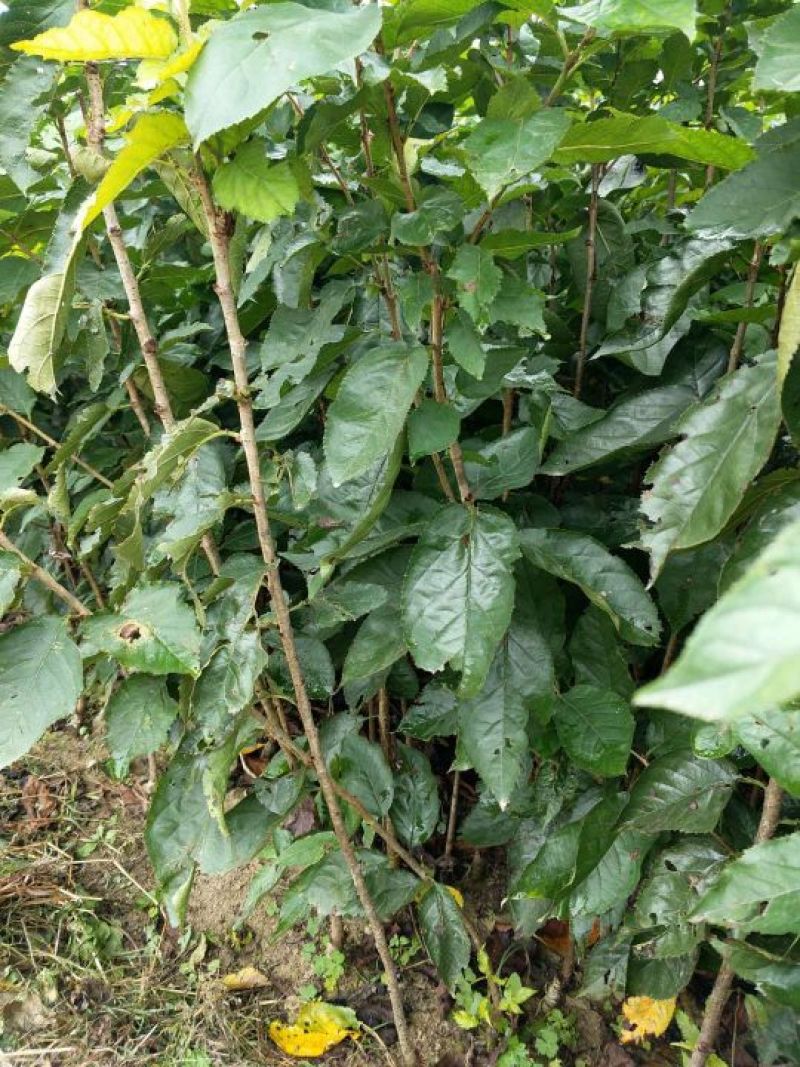 樱桃树苗2年50~80cm，黑珍珠樱桃，口感甜