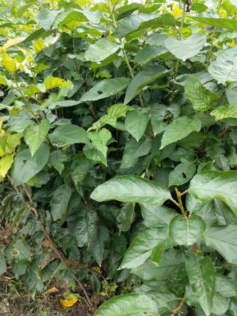 樱桃树苗2年50~80cm，黑珍珠樱桃，口感甜
