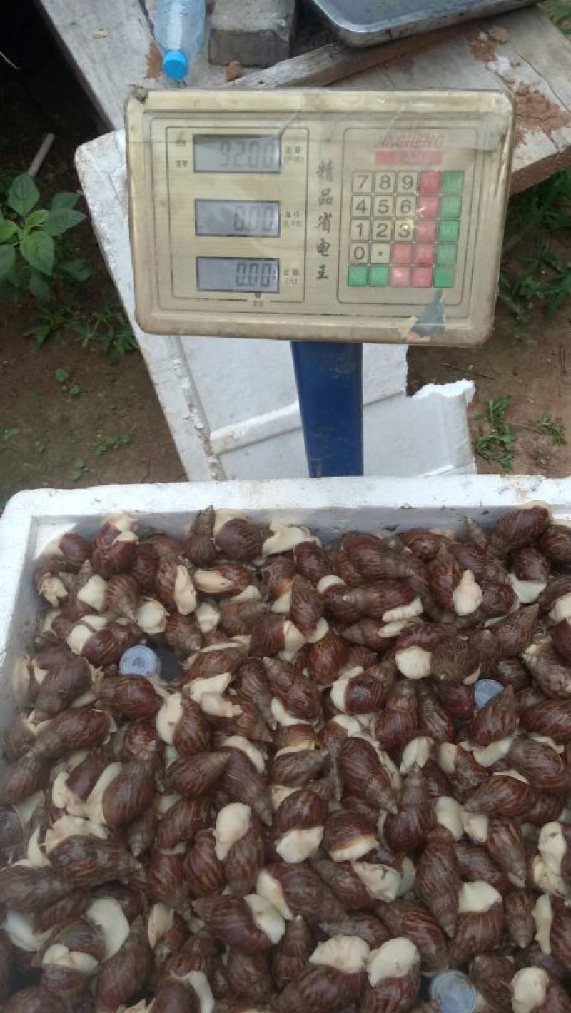 优质白玉蜗牛
