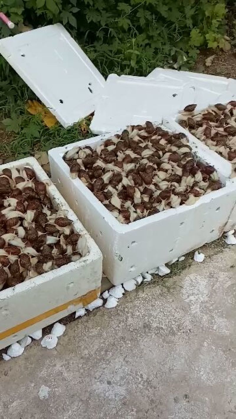 优质白玉蜗牛