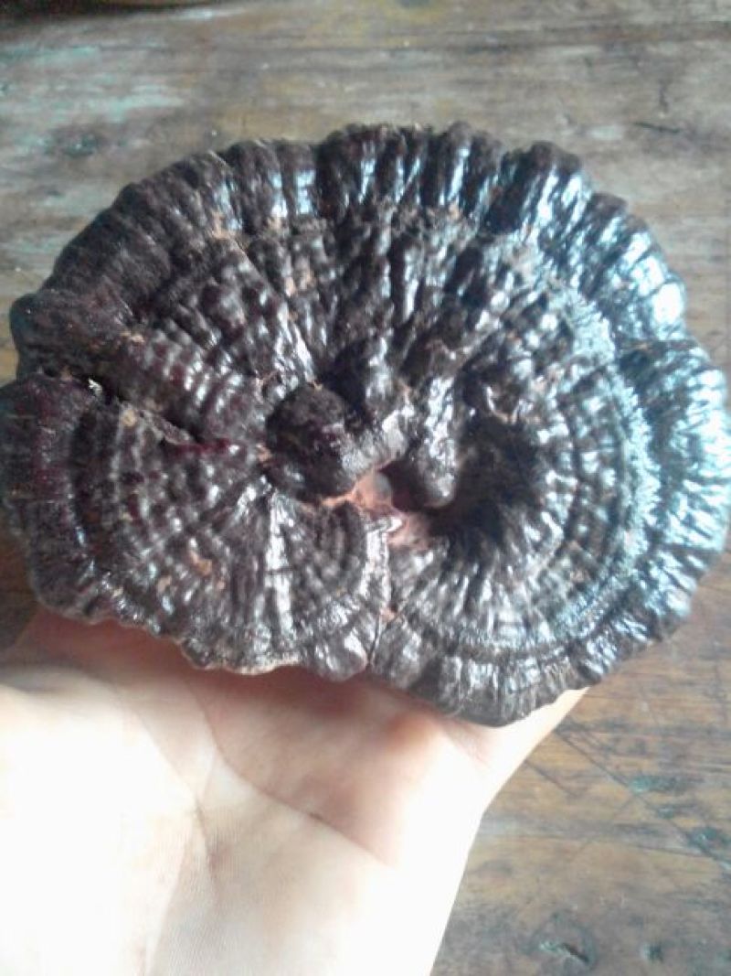 纯野生紫灵芝