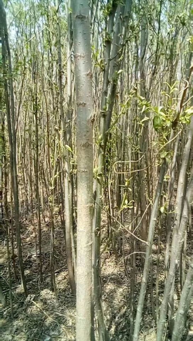 速生柳