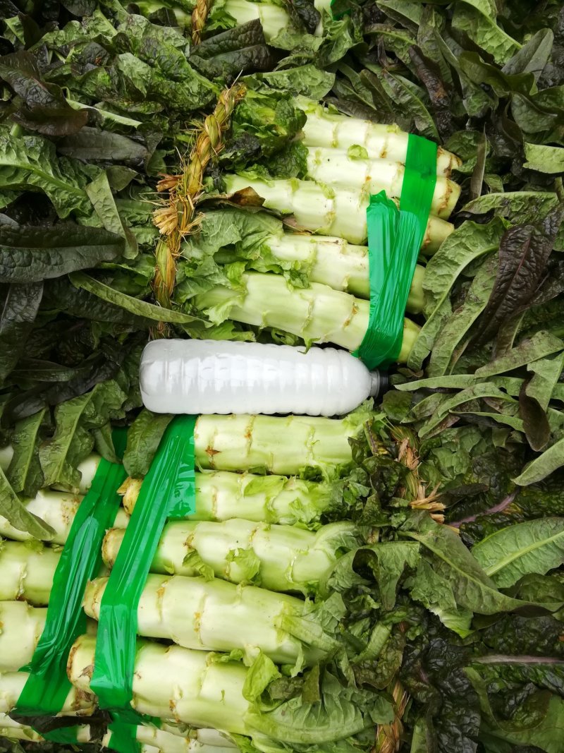 精品尖叶莴笋红叶莴笋莴苣大量供应可视频看货欢迎来电