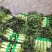 精品尖叶莴笋红叶莴笋莴苣大量供应可视频看货欢迎来电