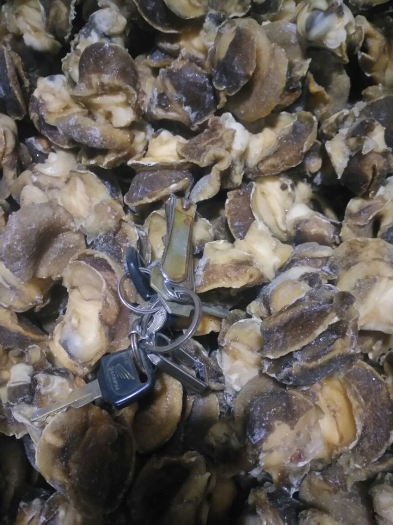 香螺肉