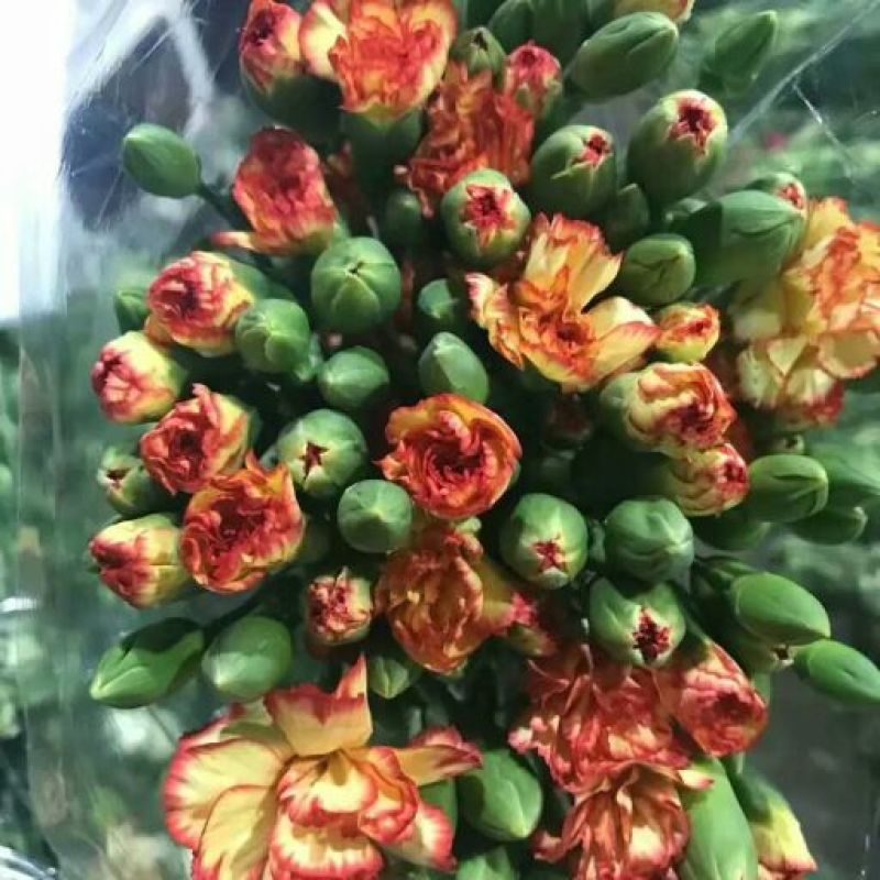 云南鲜花康乃馨多色可选