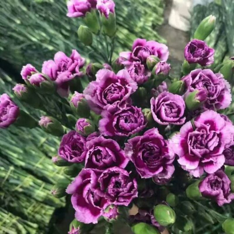 云南鲜花康乃馨多色可选