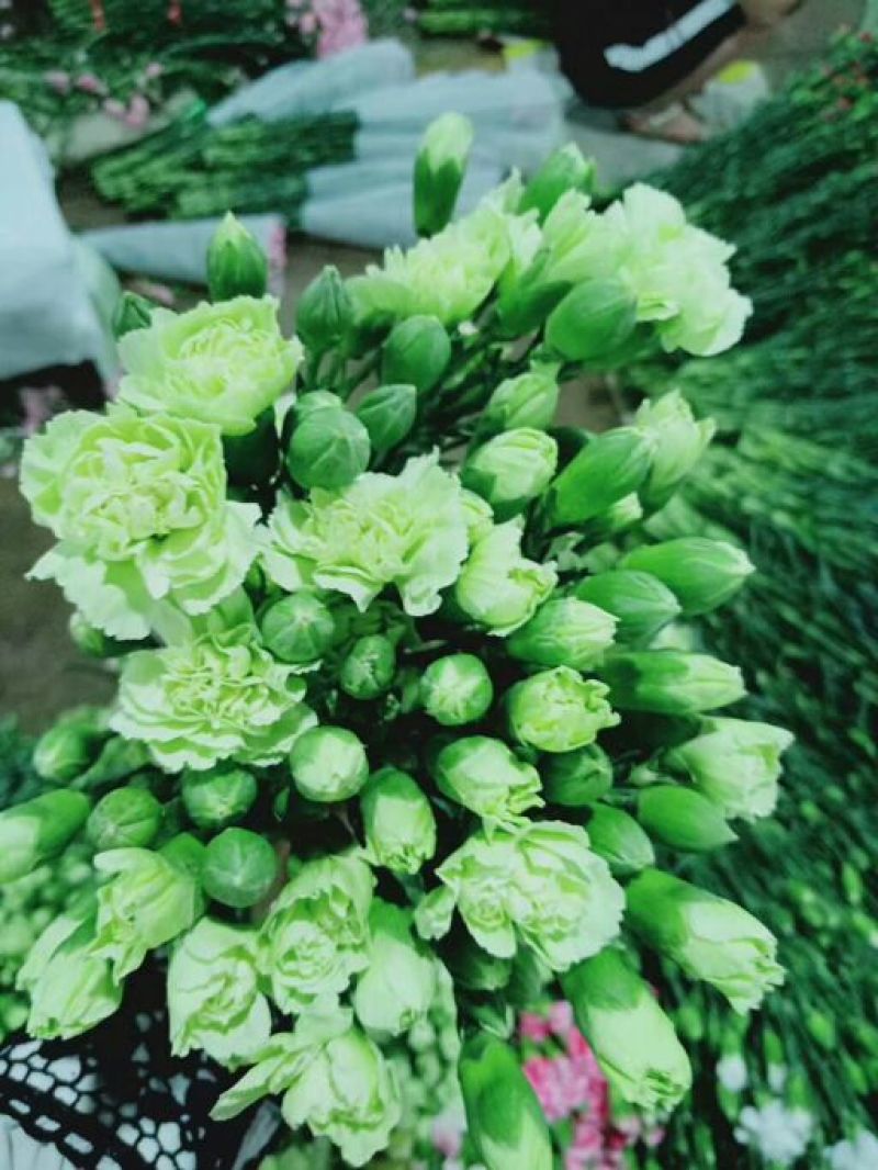 云南鲜花康乃馨多色可选