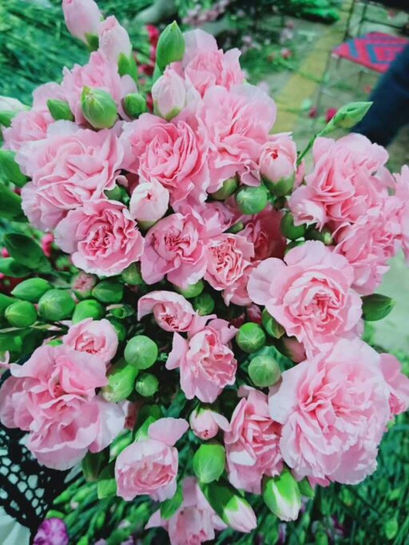 云南鲜花康乃馨多色可选