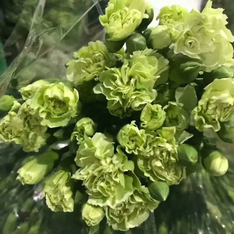 云南鲜花康乃馨多色可选