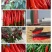 津红二号鲜辣椒泡椒腌制的良品