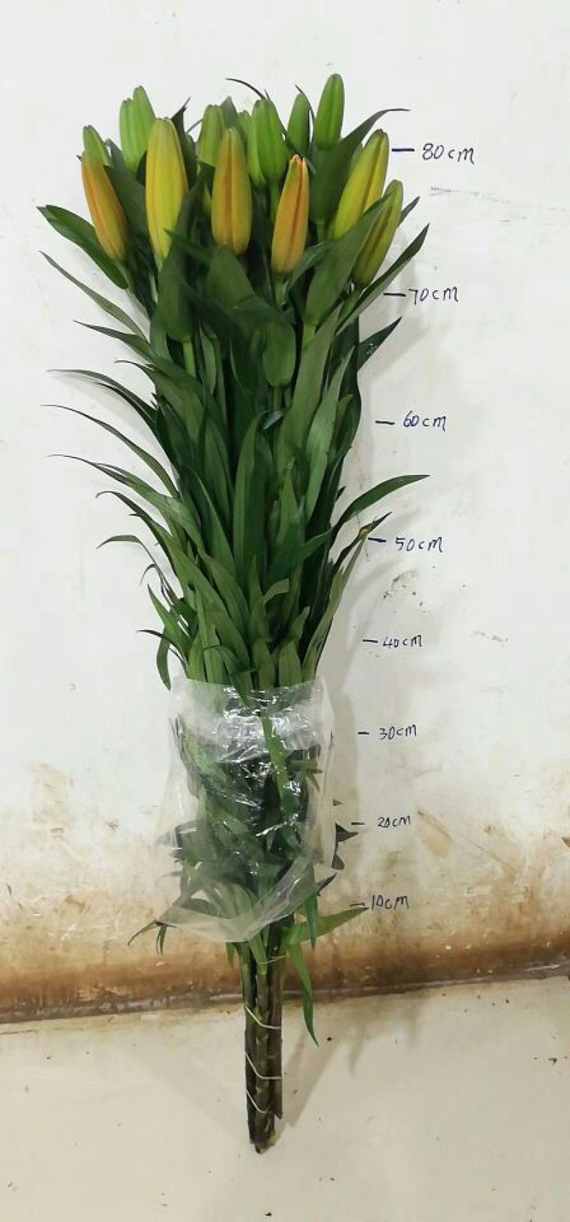 百合鲜切花批发