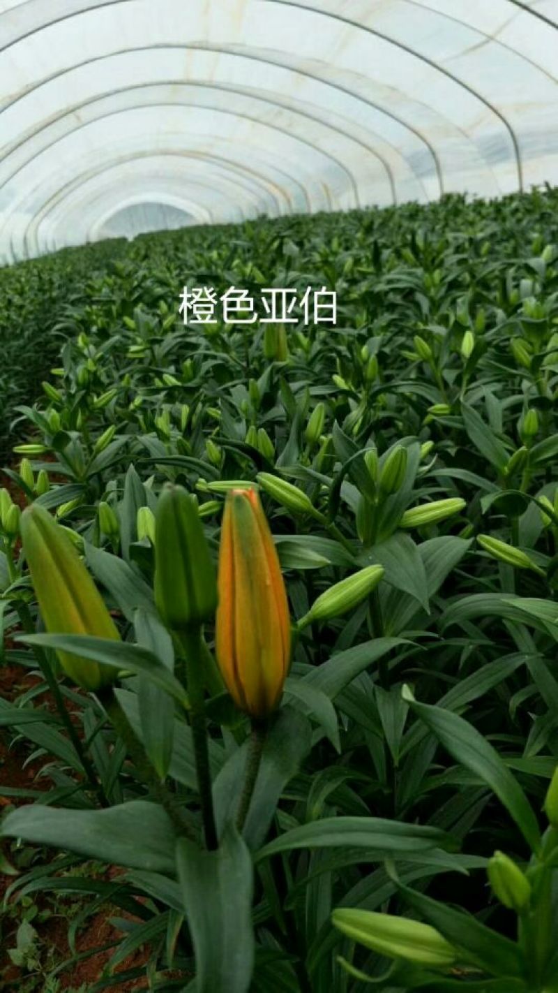 百合鲜切花批发