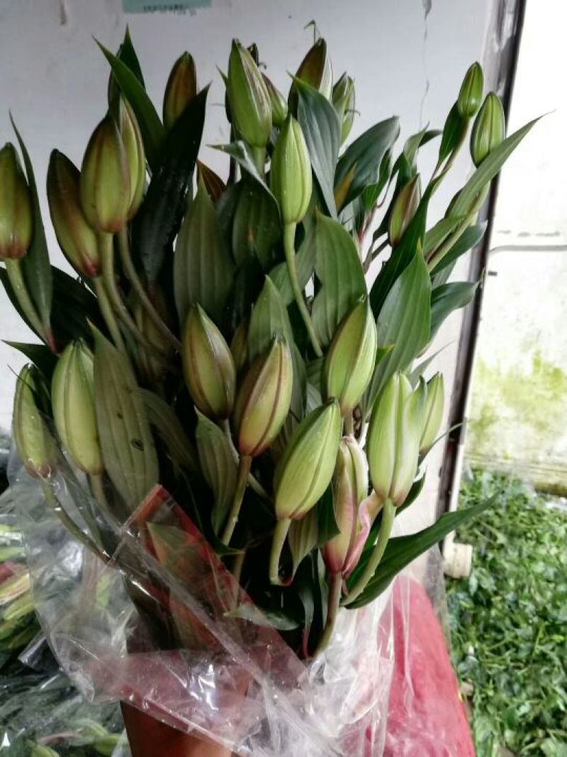 百合鲜切花批发