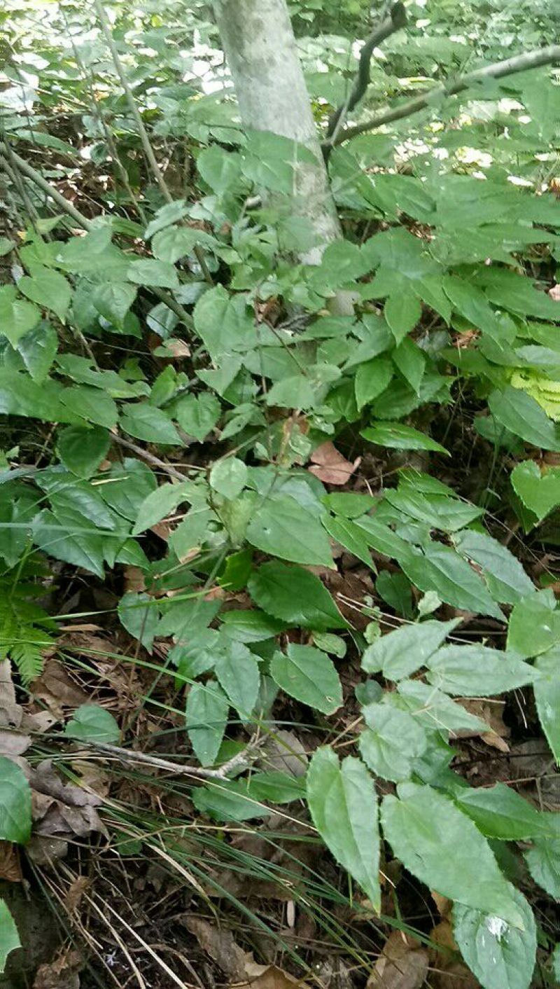 野生淫羊藿种苗需要的联系我
