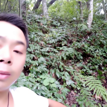 野生淫羊藿种苗需要的联系我
