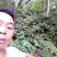 野生淫羊藿种苗需要的联系我