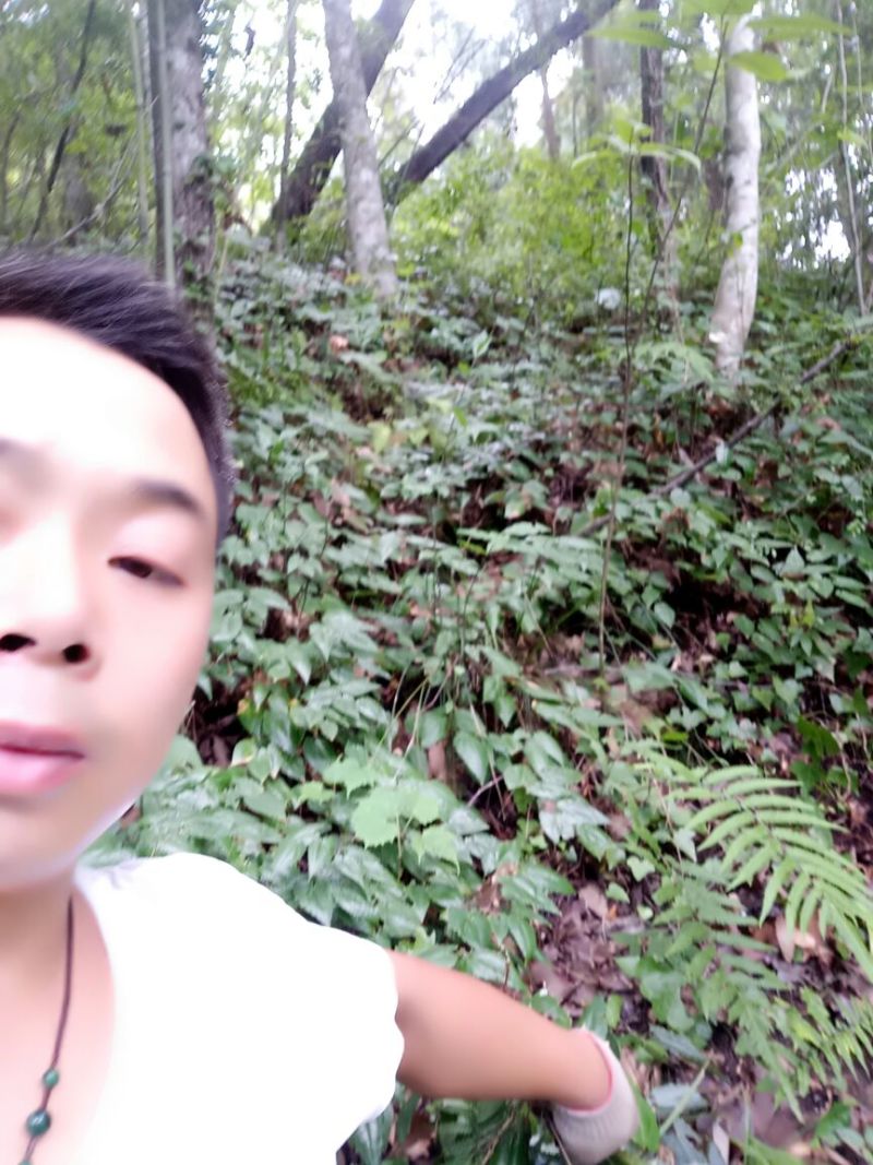 野生淫羊藿种苗需要的联系我
