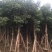 出售自家秋枫移植袋苗5-20分需要的老板联系