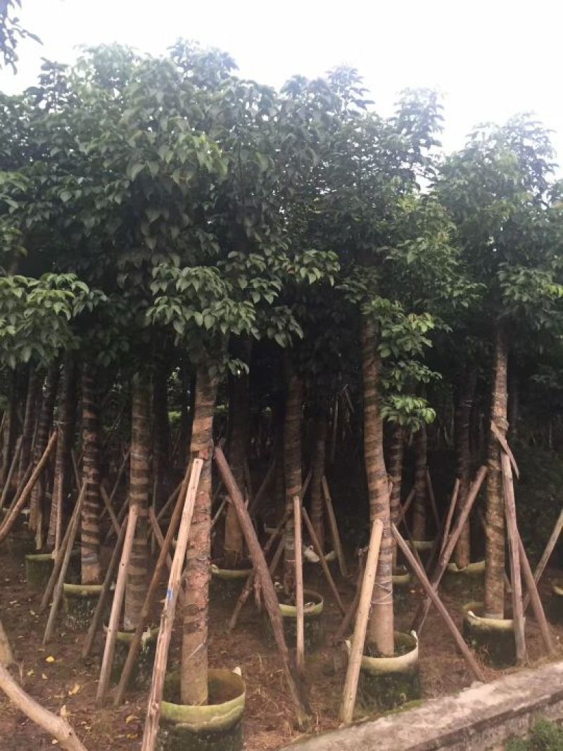 出售自家秋枫移植袋苗5-20分需要的老板联系