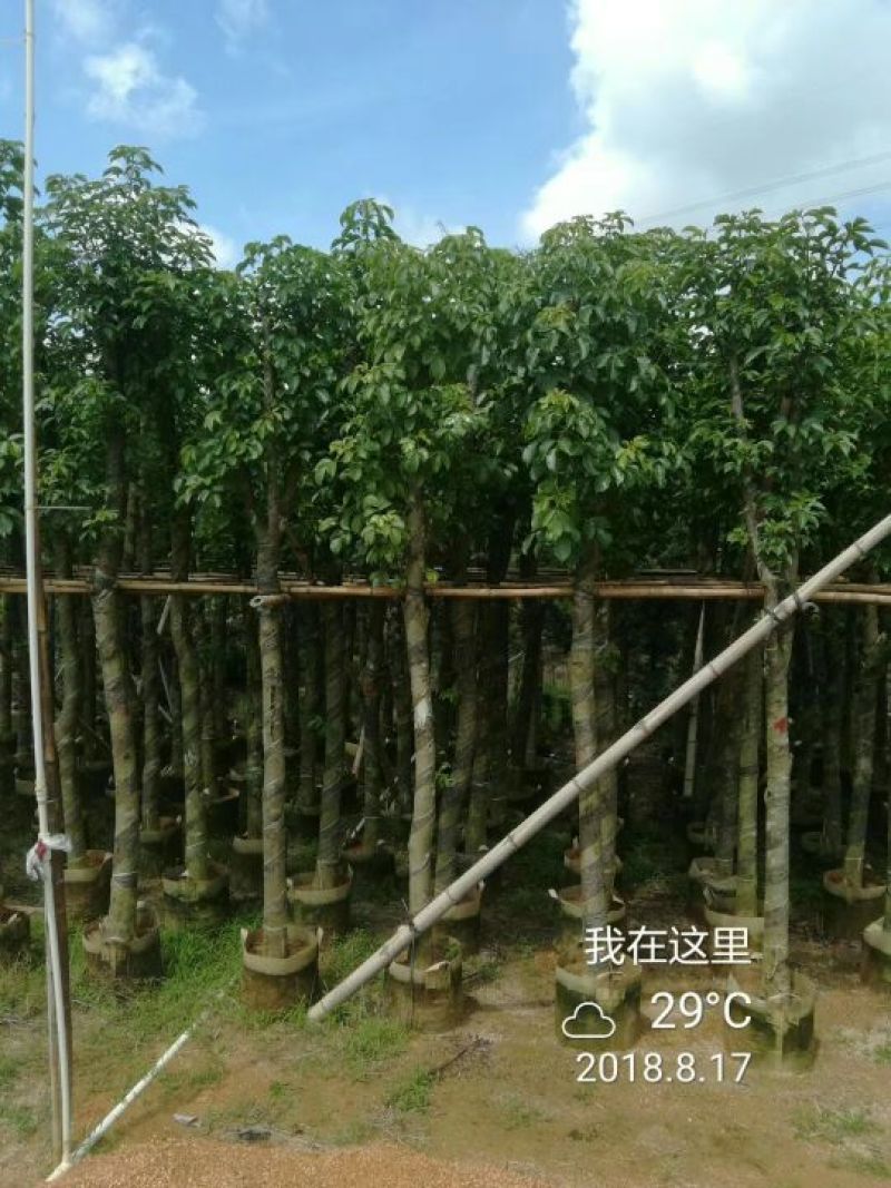出售自家秋枫移植袋苗5-20分需要的老板联系