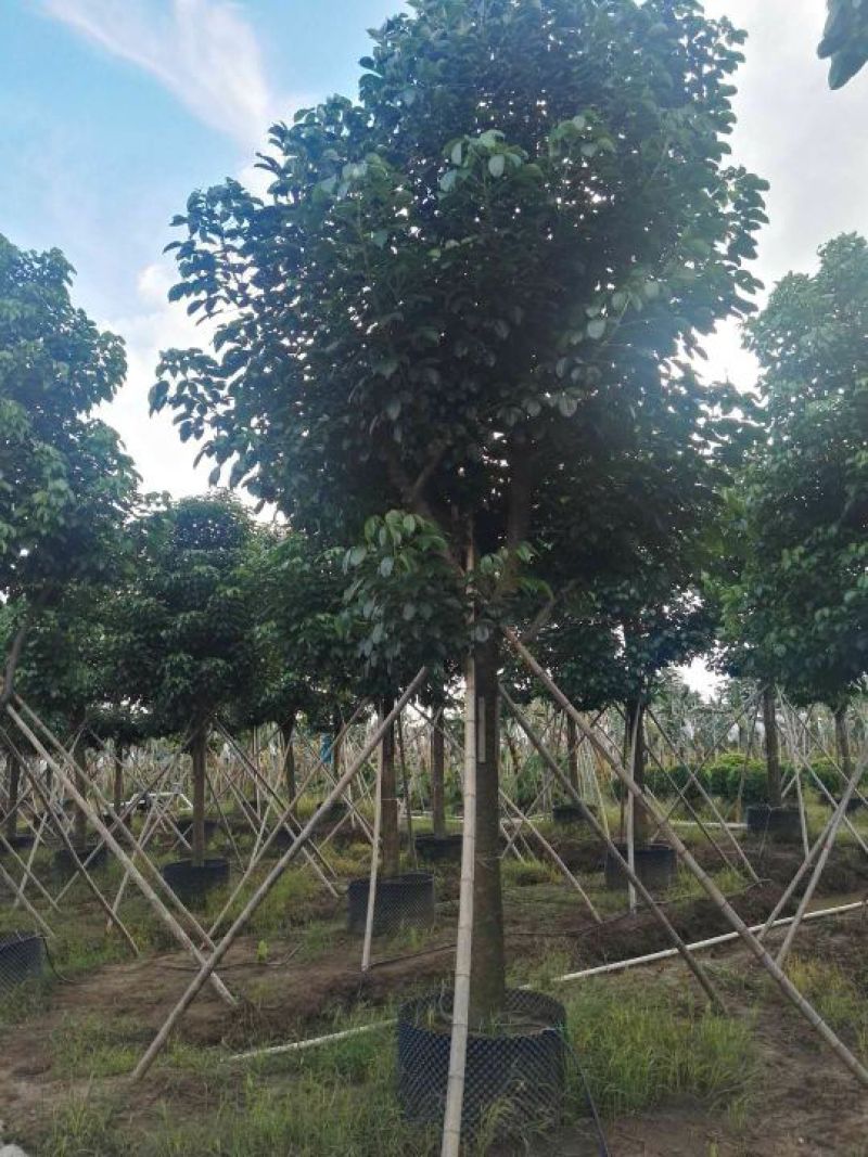 出售自家秋枫移植袋苗5-20分需要的老板联系