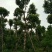 出售自家秋枫移植袋苗5-20分需要的老板联系