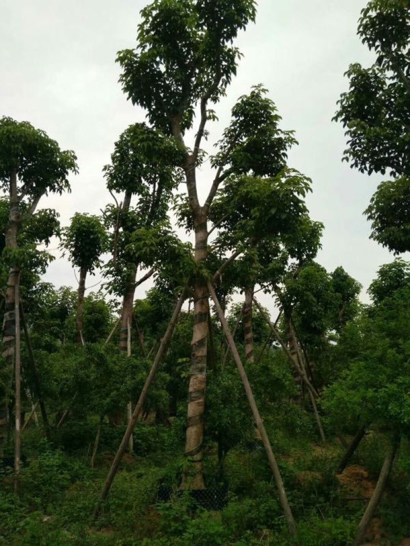出售自家秋枫移植袋苗5-20分需要的老板联系