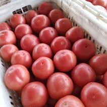 硬粉西红柿精品硬粉弧三以上